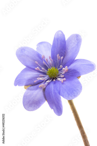 Hepatica Nobilis - first Spring flower isolated