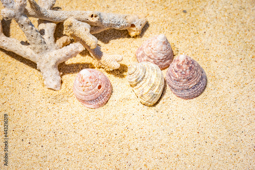 Foto Shells of many types and sizes are found on our shelling beaches