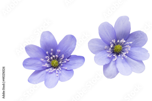 Hepatica Nobilis - first Spring flower isolated photo