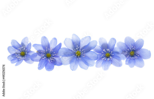 Hepatica Nobilis - first Spring flower isolated