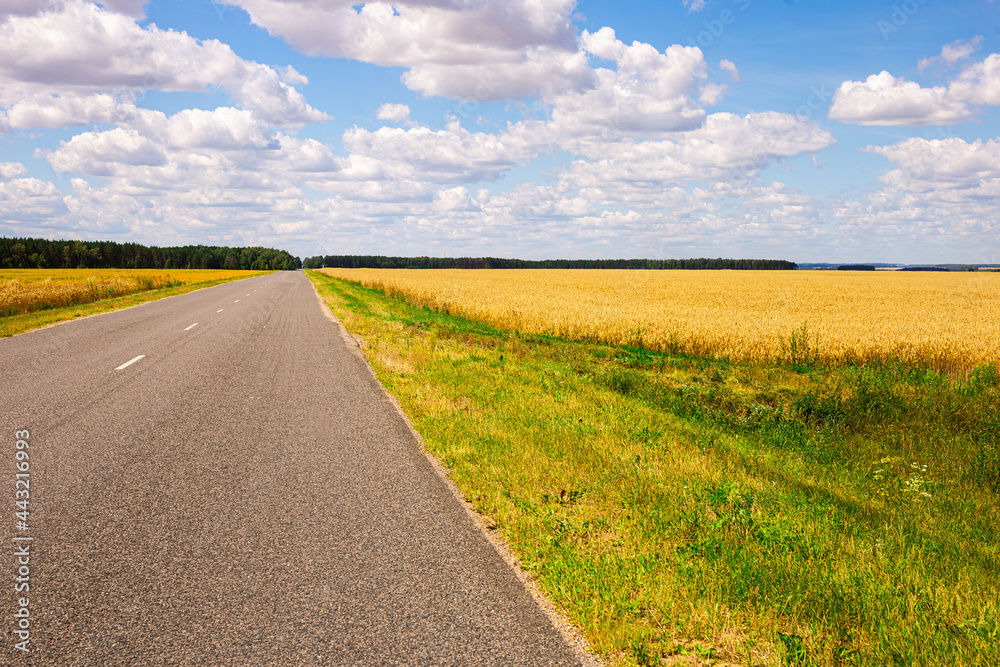road going into perspective, yellow fields and blue sky with cumulus clouds road going into perspective, yellow fields and blue sky with cumulus clouds