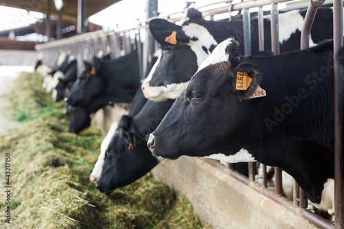 Fototapeta Naklejka Na Ścianę i Meble -  herd of cows in stall at dairy farm