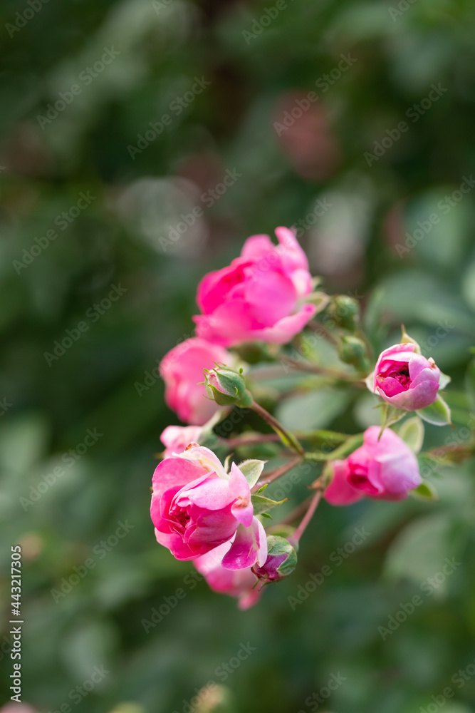 A branch with open buds of pink bush. The background of nature is foliage and shoots. Gardening and crop production A branch with open buds of pink bush. The background of nature is foliage and shoots. Gardening and crop production