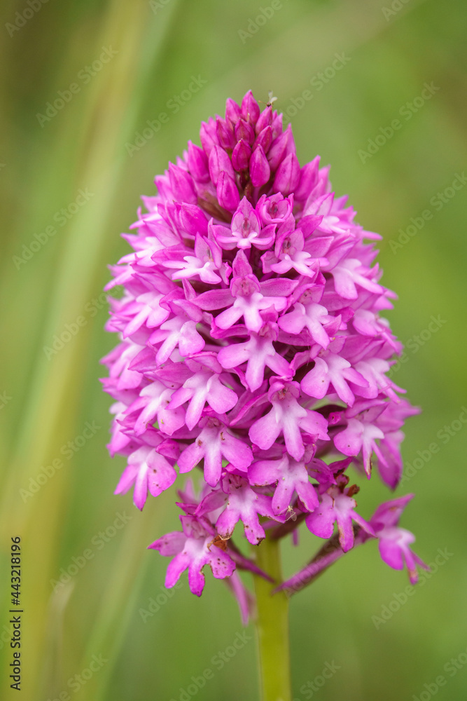 Obraz premium beautiful pink and purple pyramidal orchid (Anacamptis pyramidalis) growing wild on Salisbury Plain grasslands, Wiltshire UK