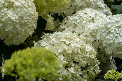 close up of white hydrangea quercifolia photo