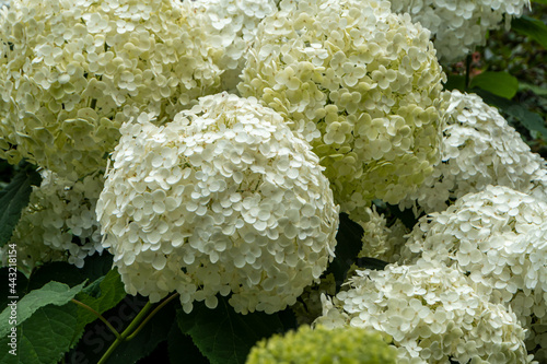 close up of white hydrangea quercifolia
 photo