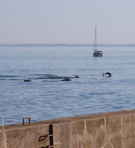 Dolphins jumping on the ocean 