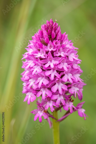 beautiful pink and purple pyramidal orchid  Anacamptis pyramidalis  growing wild on Salisbury Plain grasslands  Wiltshire UK