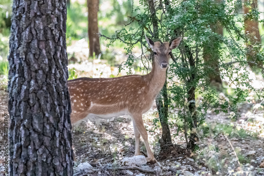Young specimen of fallow or European Deer in the Sierra de Cazorla. The scientific name is Dama dama, sometimes called Cervus dama, it is a species of deer native to the Mediterranean region. Young specimen of fallow or European Deer in the Sierra de Cazorla. The scientific name is Dama dama, sometimes called Cervus dama, it is a species of deer native to the Mediterranean region.