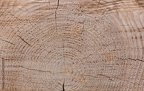 Wood log background and texture