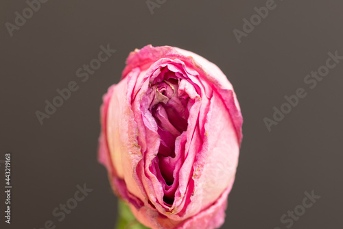 closeup of dried and withered pink rose flowers. Concept female vagina and female health.