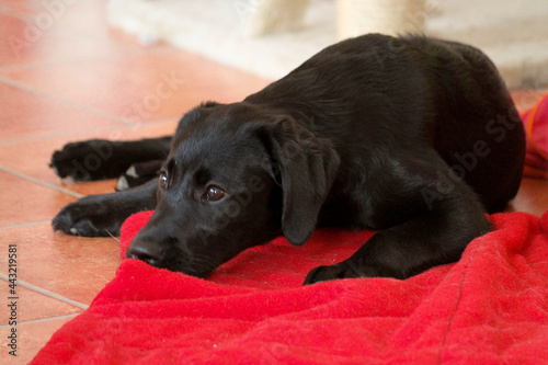 black labrador puppy lies on a red blanket in the living room