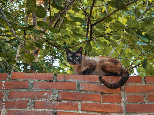Fototapeta Naklejka Na Ścianę i Meble -  Cat with crystalline and transparent eyes lying on a brick wall. Cat rests on an outdoor wall. Wild cat perched on a wall surrounded by nature in a park in Valencia.