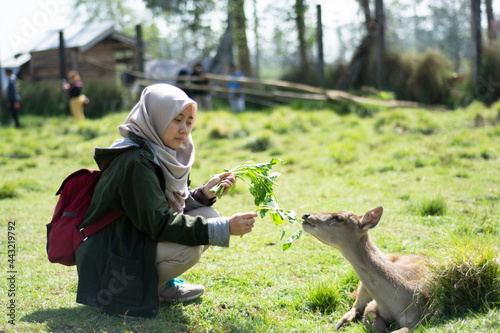 Asian Muslim woman feeding Timor deer at the ranca upas deer sanctuary, ciwidey photo
