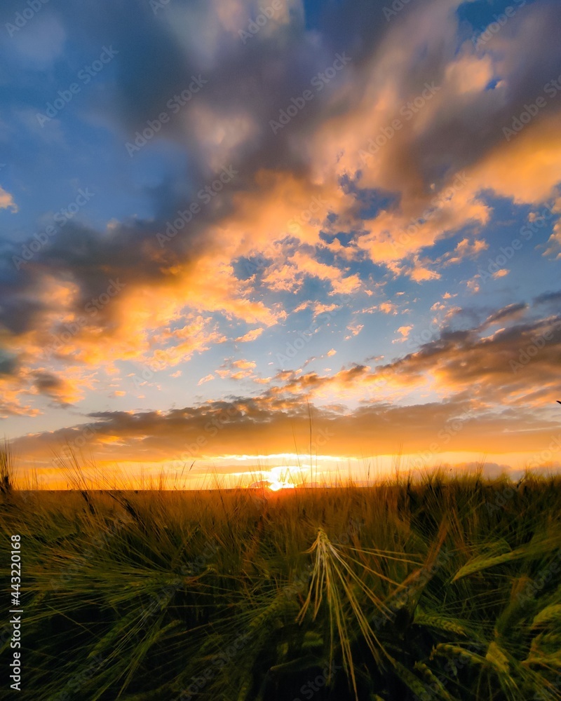 Sonnenuntergang über Roggenfeld