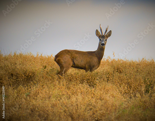 deer in the woods