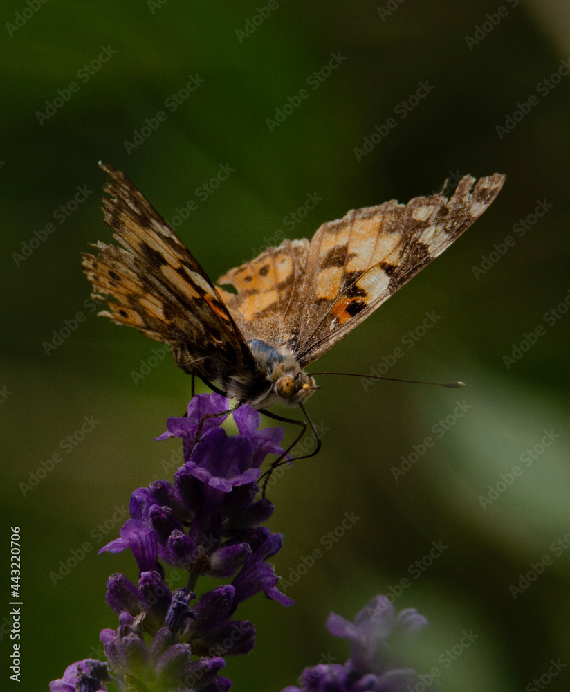 Obraz premium butterfly on flower