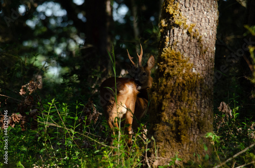 deer in the forest © SabinePoussin