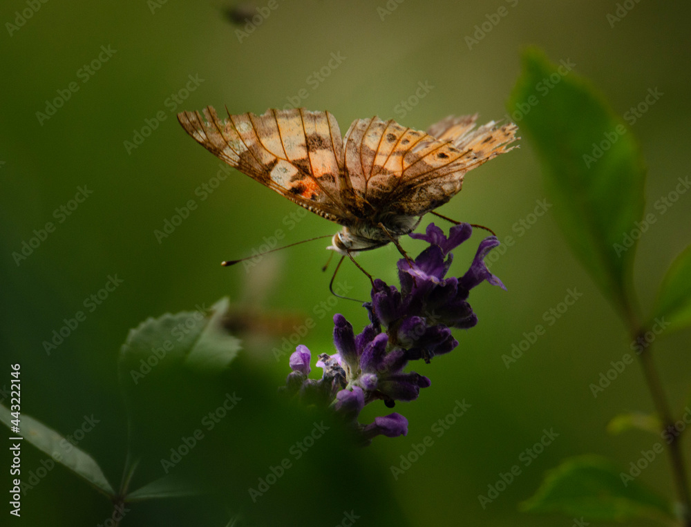 Obraz premium butterfly on flower