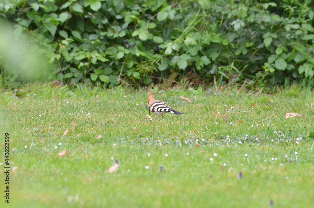 butterfly on the grass