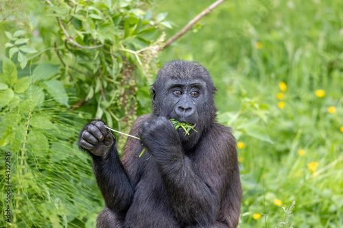 gorilla young feeding © SR7 Photo