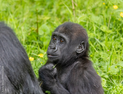 gorilla young © SR7 Photo