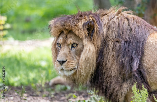Fototapeta Naklejka Na Ścianę i Meble -  lion king