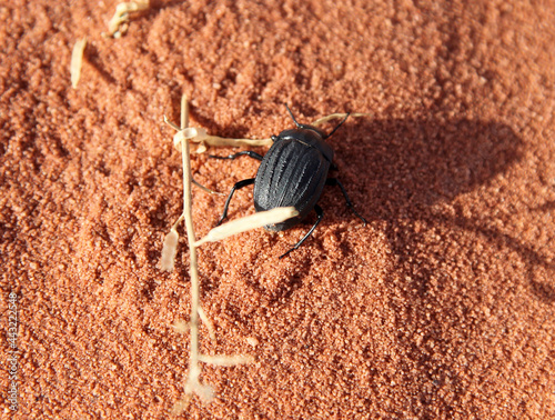 Close up of a scarab beetle, Wadi Rum, Jordan 
