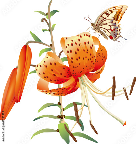 Tiger lily