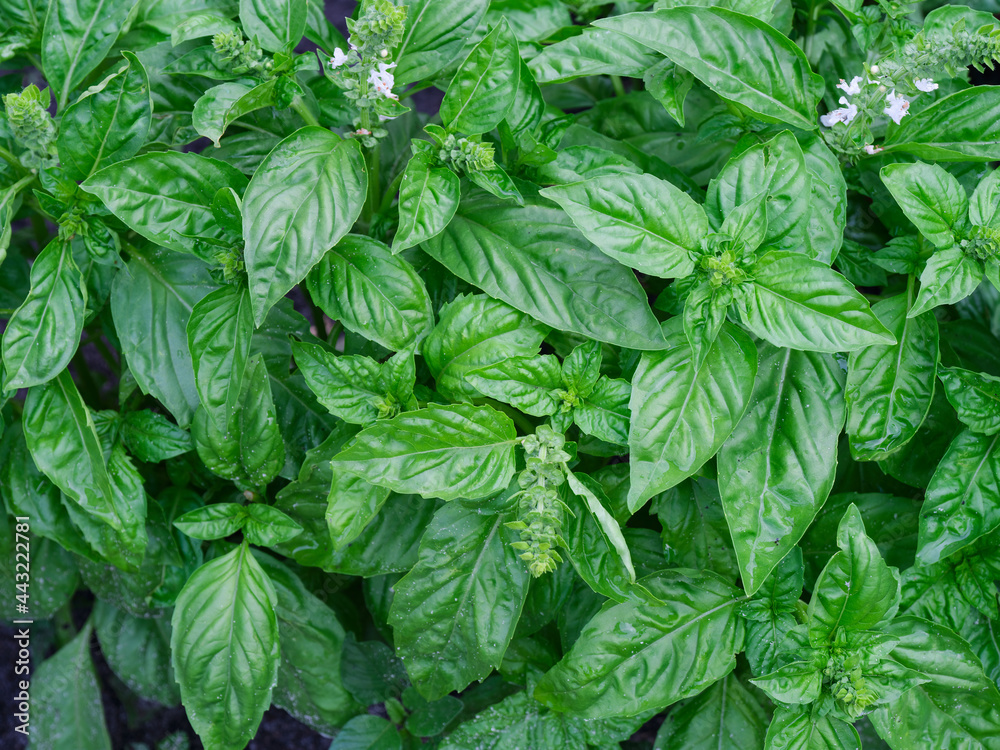Green basil bushes after rain. Green basil bushes after rain.
