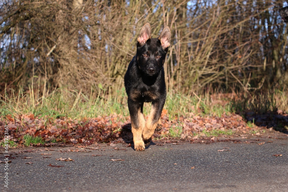 black german shepherd dog is walking over a street on an autumn day black german shepherd dog is walking over a street on an autumn day