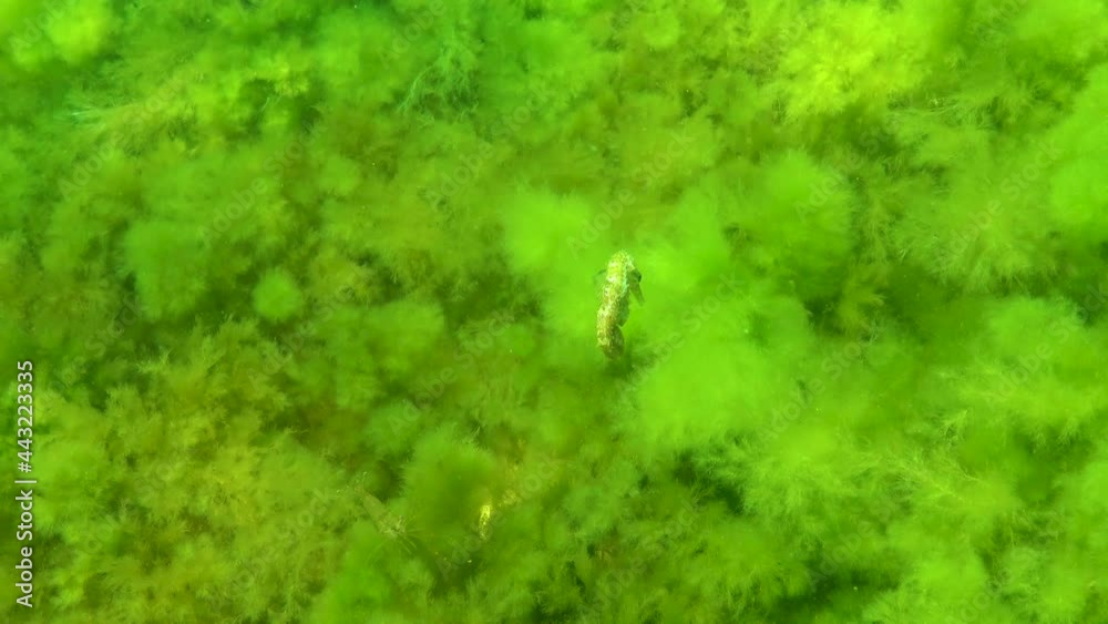 Long-snouted seahorse (Hippocampus hippocampus) hiding among green algae in the Black Sea, Ukraine. Long-snouted seahorse (Hippocampus hippocampus) hiding among green algae in the Black Sea, Ukraine.
