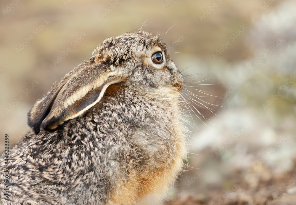 Close up of an Ethiopian highland hare in Bale mountains, Ethiopia Close up of an Ethiopian highland hare in Bale mountains, Ethiopia