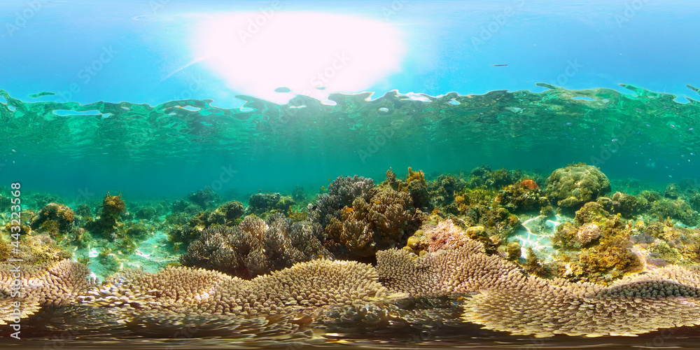 Colourful tropical coral reef. Hard and soft corals, underwater landscape. Philippines. Virtual Reality 360.