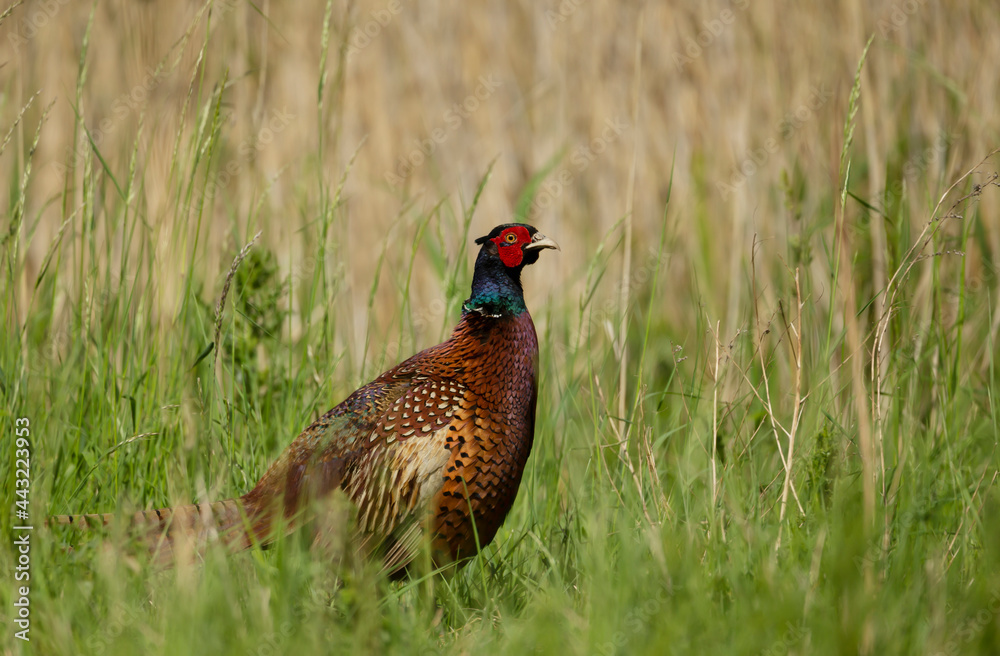 Naklejka premium Close up of a male Common Pheasant in grass