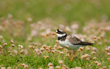 Ringed plover in pink thrift on a coastal area of Noss island, Scotland