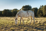 white mare with brown spots grazing in a field