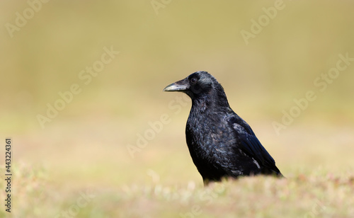 Close up of a Carrion crow against clear background
