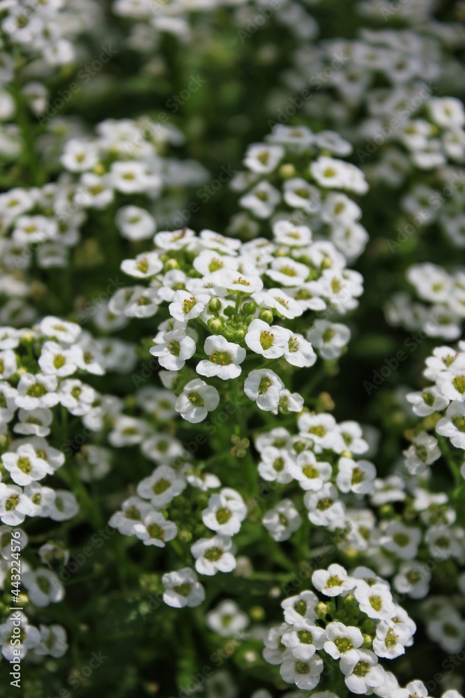 Beautiful white flowers growing in the garden Beautiful white flowers growing in the garden