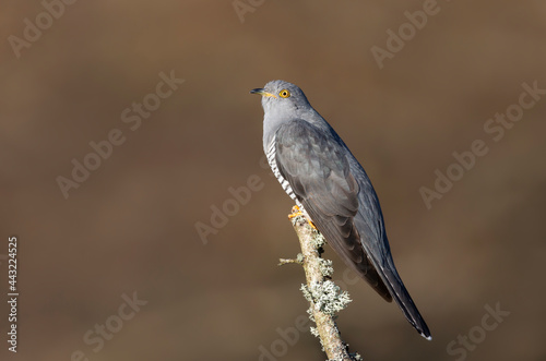 Common Cuckoo perched on a tree branch © giedriius