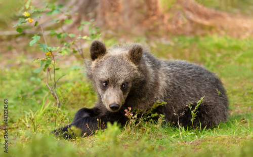 Eurasian brown bear cub lying in forest