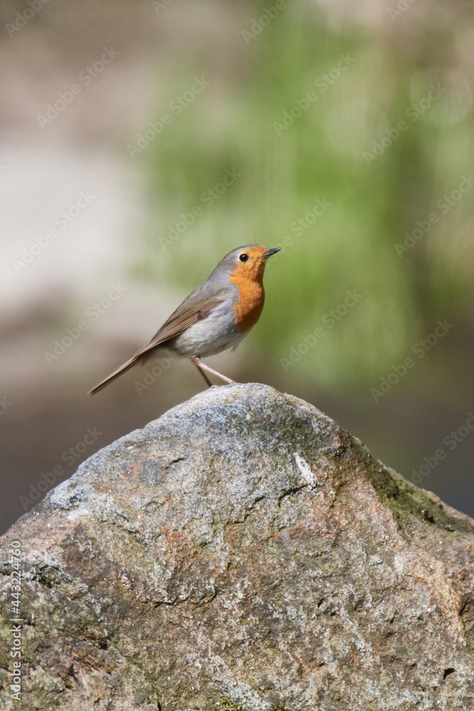 Rotkehlchen während der Balz	