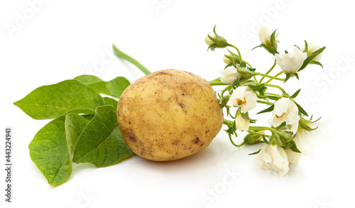 Potatoes with flower and leaves.