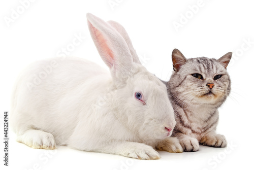 White rabbit and gray striped kitten. © voren1