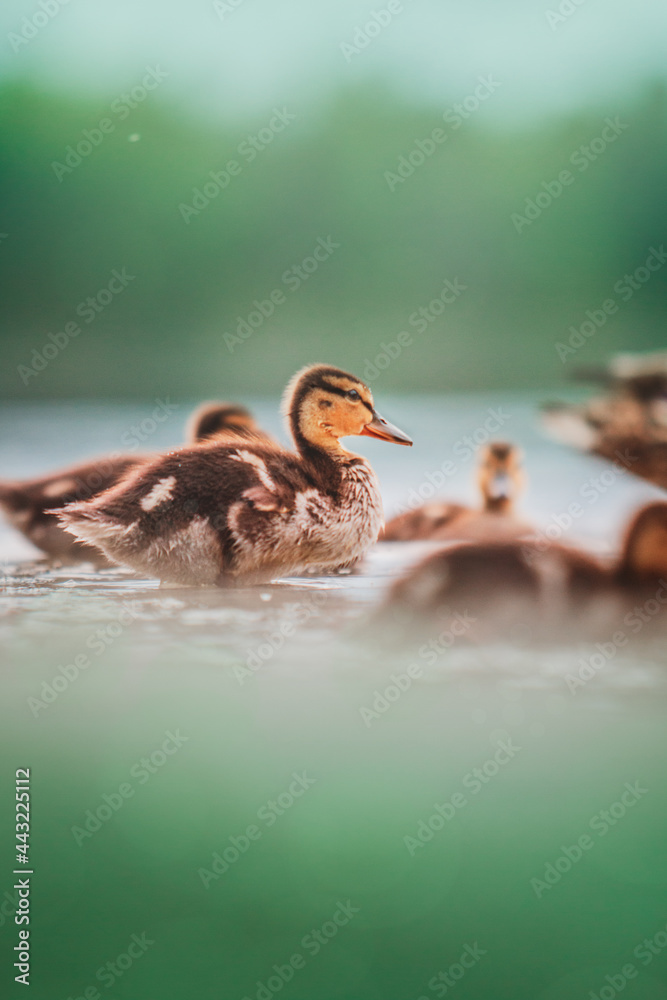 Kaczka duck