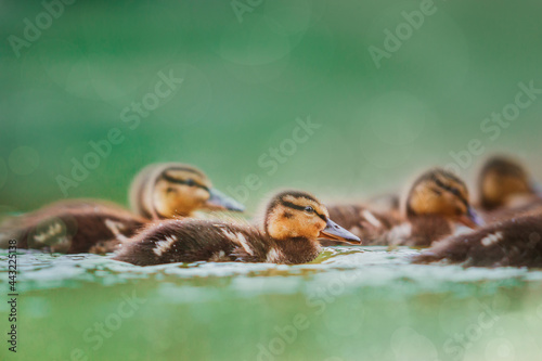 Kaczka duck