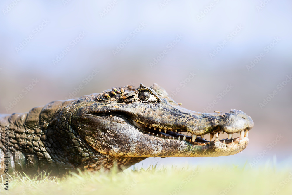 Fototapeta premium Close up of a Yacare caiman on a river bank