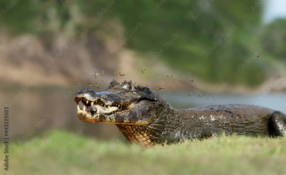 Yacare caiman eating piranha on a river bank Yacare caiman eating piranha on a river bank