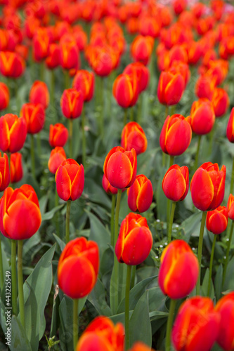 multicolored flowers tulip spring as a backdrop