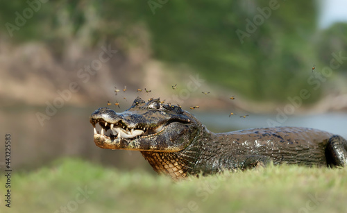 Yacare caiman eating piranha on a river bank